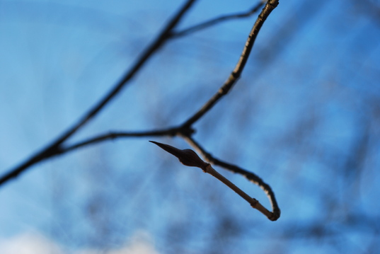 v. lentago bud.JPG